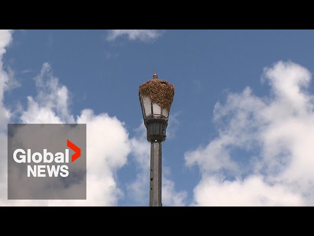 ⁣Winnipeg neighbourhood buzzing over "unusual" gathering of bee's on top of lamp post