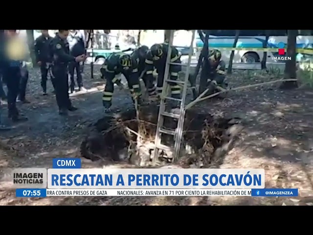 ⁣Rescatan a perrito que cayó en un socavón en la colonia Roma Sur, CDMX | Noticias con Francisco Zea