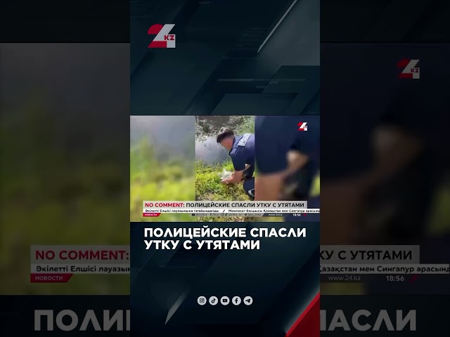 ⁣‍♀️Полицейские спасли утку с утятами