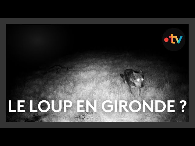 Le loup est-il arrivé en Gironde ? Des attaques suspectes sèment le doute