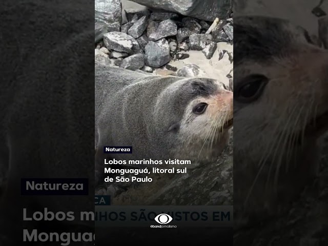 Instituto Biopesca monitora a atividade dos lobos marinhos que chegaram ao litoral sul #shorts