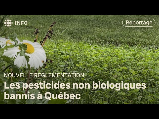 ⁣Pesticides interdits à Québec : vers un changement de mentalité sur la pelouse parfaite