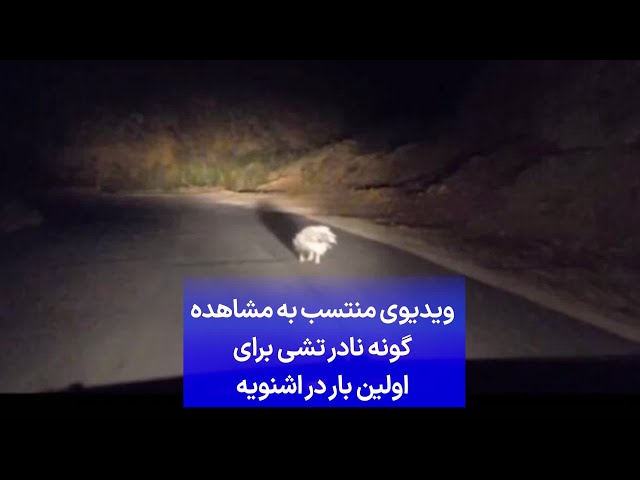 ⁣ویدیوی منتسب به مشاهده گونه نادر تشی برای اولین بار در اشنویه