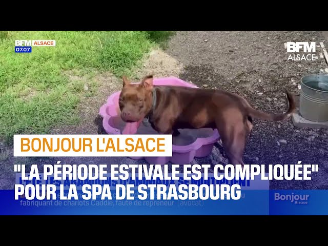 Strasbourg: la SPA s'adapte pour faire face aux nombreux abandons d'animaux