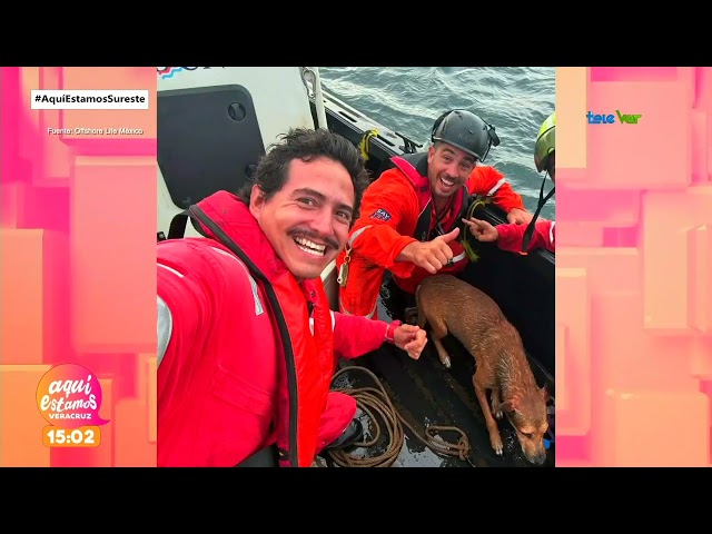 Rescatan a un perro que se encontraba en la deriva en costas de Coatzacoalcos.