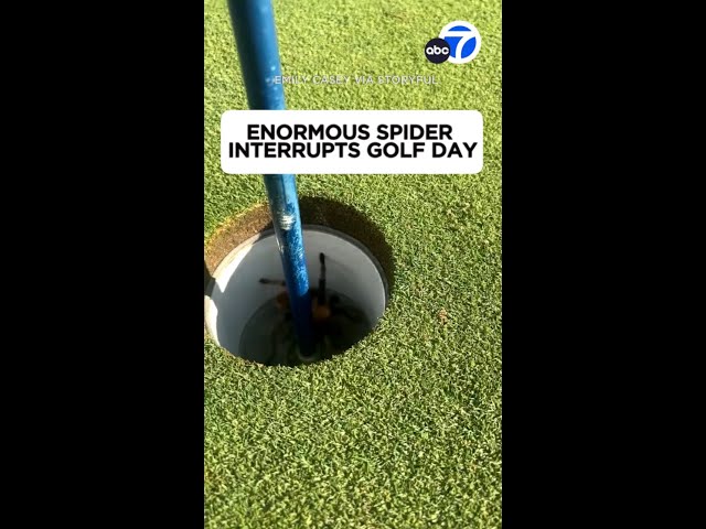 ⁣Enormous spider interrupts golf day