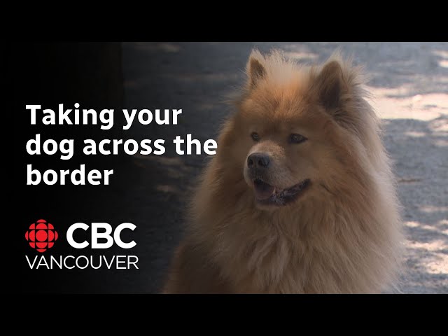 ⁣New rules for dogs travelling across Canada-U.S. border begin Aug. 1