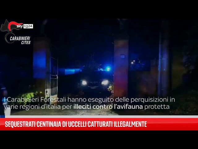 ⁣Sequestrati centinaia di uccelli catturati illegalmente