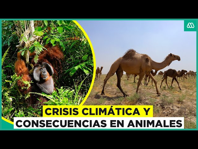 Crisis climática y consecuencias en los animales del mundo