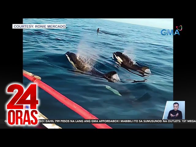 ⁣24 Oras: (Part 3) Namataang 5 killer whales sa Palawan; barriers sa EDSA, inararo ng SUV;..., atbp.