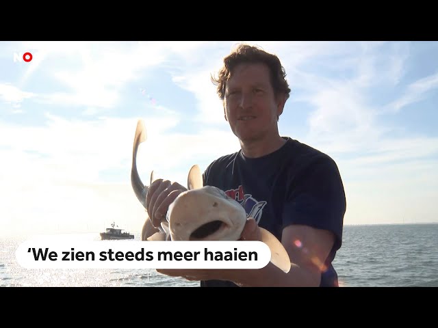 ⁣Naar haaien hengelen in de Noordzee: 'Waar komen ze vandaan?'