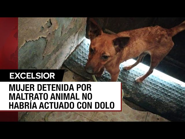 Liberan a mujer que tenía a 27 perros hacinados en su hogar de Atizapán