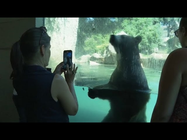 No Comment : des friandises glacées contre la canicule pour les animaux d'un zoo à Rome