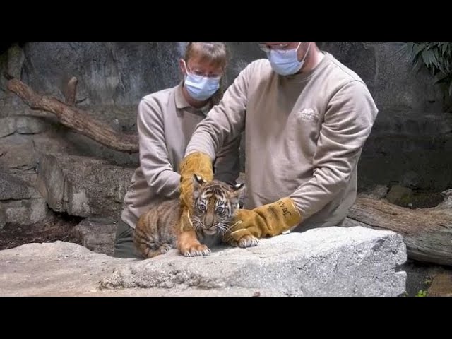 Erster Tierarztbesuch für Tiger-Zwillinge