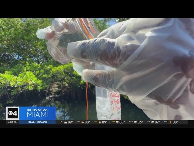 ⁣Think before you splash: Miami-Dade waterways could have high levels of bacteria