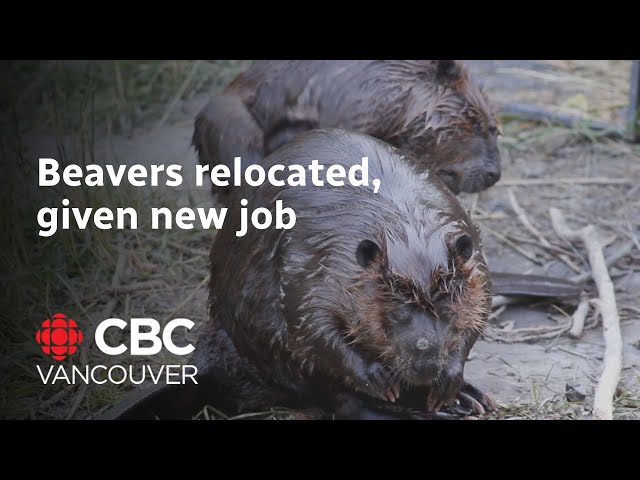 ⁣A heartwarming beaver tale