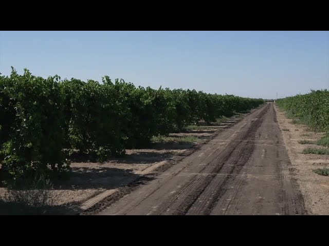 ⁣IT'S HOT: Observing heat's effect on Agriculture in Kern County