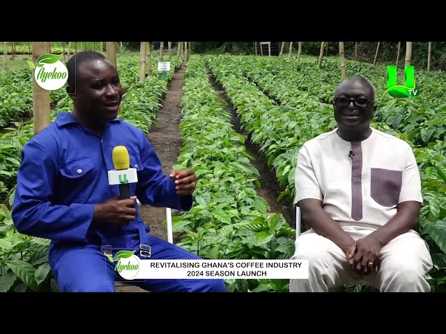 ⁣AYEKOO: REVITALISING GHANA'S COFFEE INDUSTRY -  2024 SEASON LAUNCH