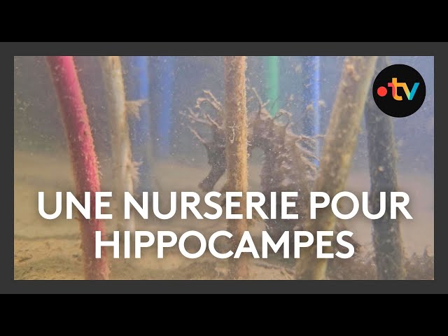 Un refuge pour hippocampes dans le port d'Arcachon