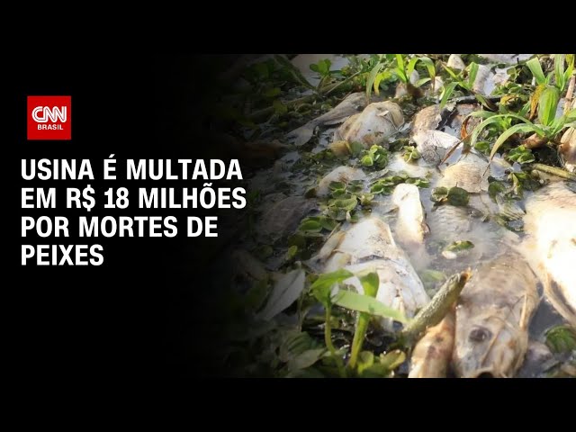 Usina é multada em R$ 18 milhões por mortes de peixes | CNN ARENA