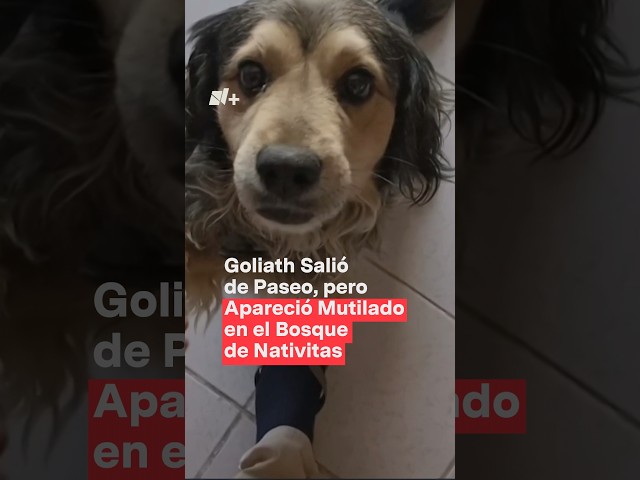 Goliath salió a pasear, pero apareció muerto y mutilado en Nativitas - N+ #Shorts