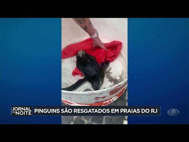 Pinguins são resgatadas em praias do Rio de Janeiro