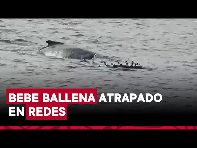 ⁣Ballenato queda atrapado en redes de pesca en mar de canoas