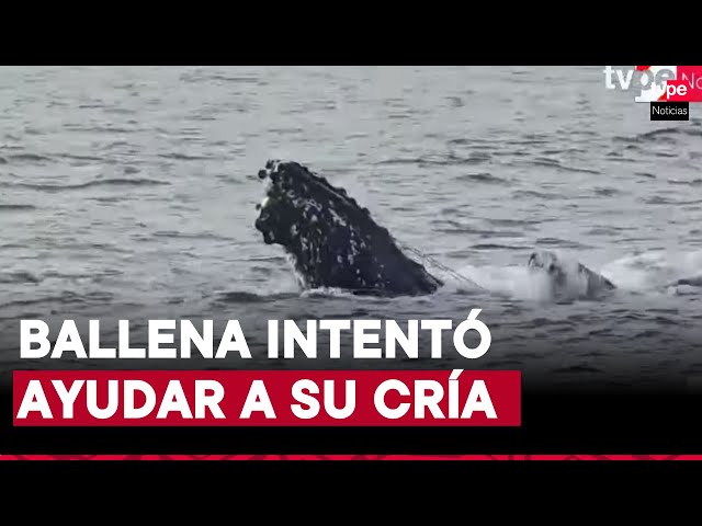 Tumbes: cría de ballena quedó enredada en redes de pesca