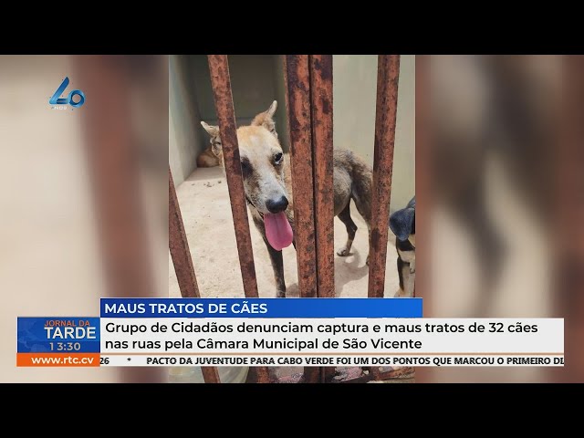 ⁣Grupo denuncia captura e maus-tratos de 32 cães nas ruas pela Câmara Municipal de São Vicente