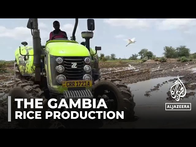 ⁣The Gambia government redirects resources to help farmers