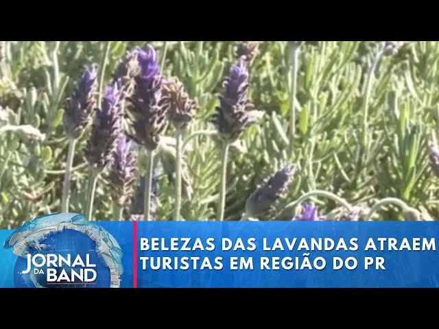 Aroma e belezas das lavandas atraem turistas em região do PR | Jornal da Band