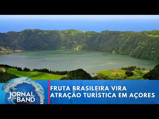 Fruta brasileira e “vacas felizes” viram atrações turísticas nos Açores | Jornal da Band