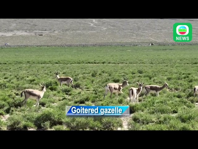 TVB News｜21 July 2024│[MTV]Goitered gazelle in Qinghai