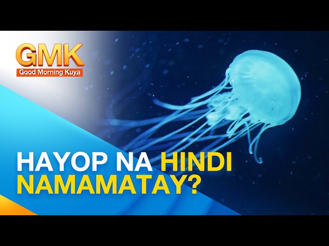 ⁣Mga kamangha-manghang katangian ng Immortal Jellyfish | Wonders Of Creation