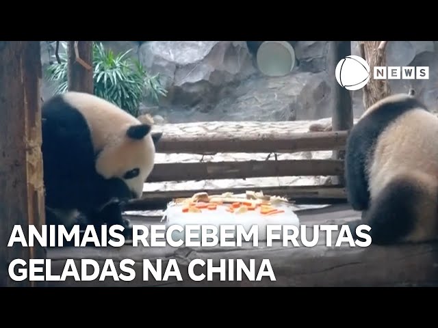 Devido ao calor, animais de zoológico ganham frutas geladas na China