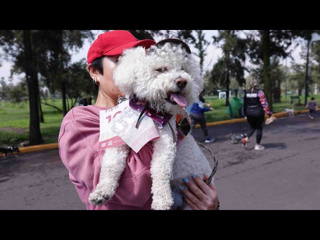 Día Mundial del Perro se Celebra con Caminata en CDMX