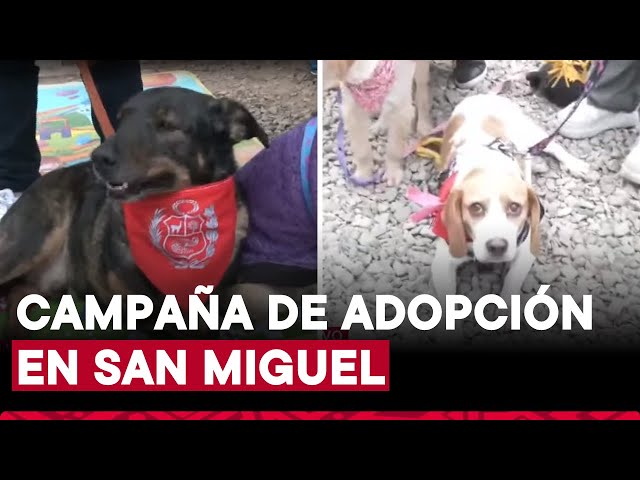 ⁣San Miguel: se realiza campaña de adopción de mascotas en el parque La Huaca