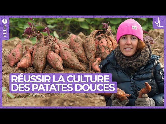 Réussir la culture de la patate douce | Jardins et Loisirs