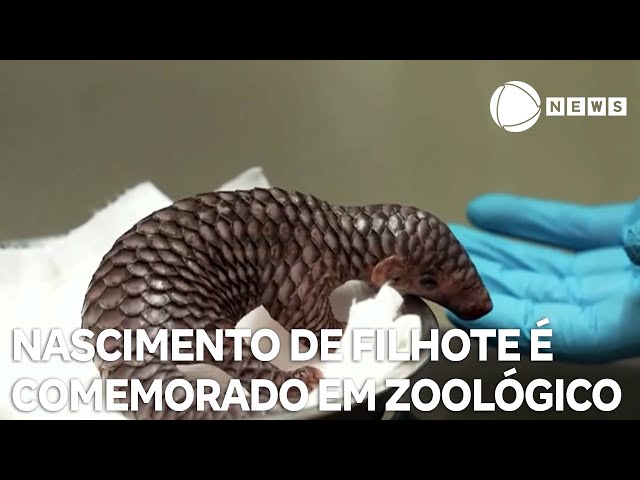 Nascimento de espécie rara é comemorado em zoológico