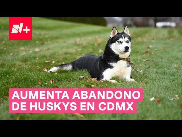 ¿Por qué aumentó el abandono de perros Husky en CDMX? - N+