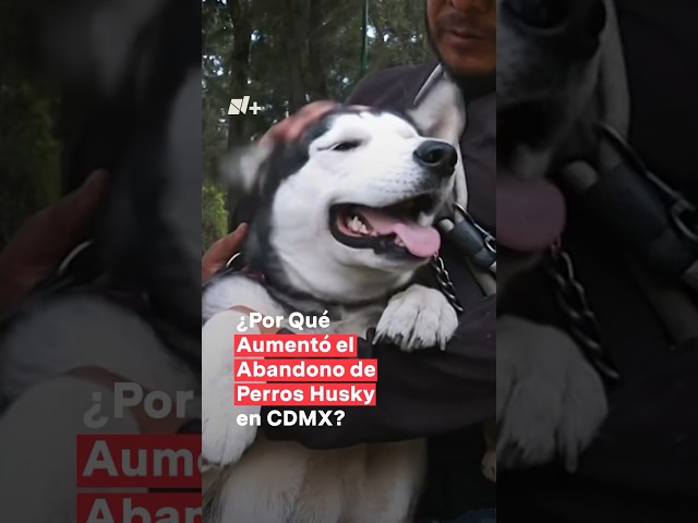 ¿Por qué aumentó el abandono de perros Husky en CDMX? - N+ #shorts