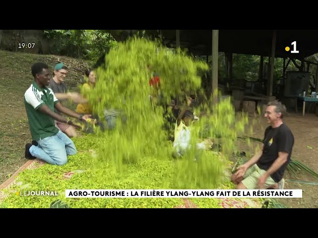 Agro-tourisme : la filière ylang-ylang fait de la résistance