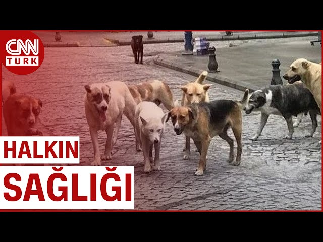 Elitaş'tan Başıboş Köpek Sorununa Açıklık! "Tüm Sokak Köpeklerinin Uyutulması Söz Konusu D