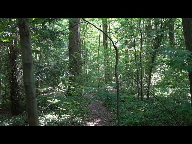 ⁣Aus diesen Gründen sollten Sie Waldbaden ausprobieren