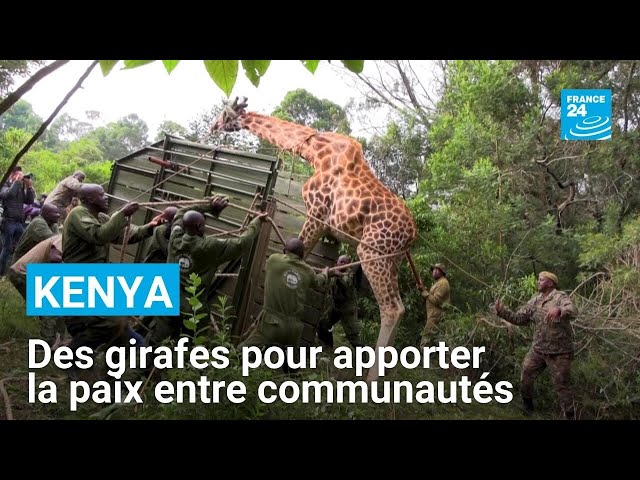 Kenya : des girafes pour apporter la paix entre communautés • FRANCE 24