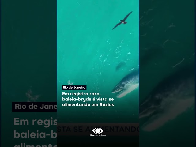 ⁣Baleia da espécie ''Bryde'' é vista se alimentando na região de Búzios, no Rio d