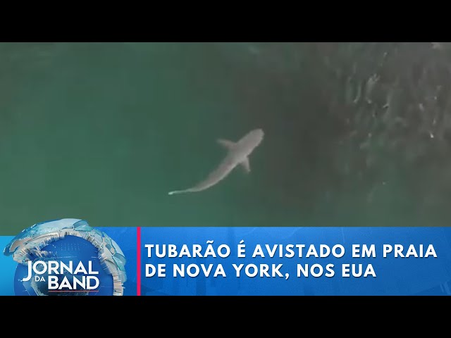 ⁣Tubarão é avistado em praia de Nova York, nos Estados Unidos | Jornal da Band