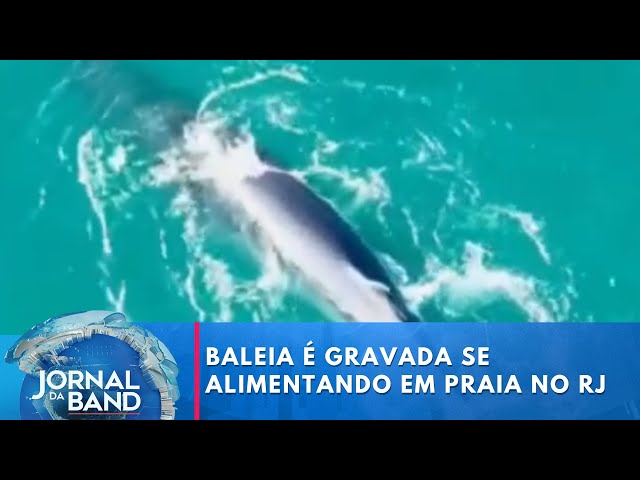 ⁣Baleia é gravada se alimentando em praia no RJ | Jornal da Band