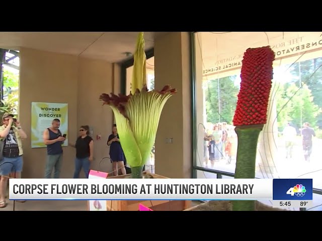 ⁣Corpse flower blooming at Huntington Library