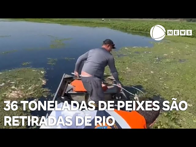 36 toneladas de peixes mortos são retiradas do rio Piracicaba